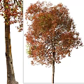 Tall Arbor With Branched Trunk Lush Crown And Red Orange Autumn Leaves