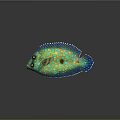 Vibrant Yellow Aquatic Fish With Blue Spots And Colorful Fins Appearance