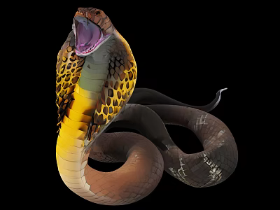 Spotted Yellow Brown Cobra Reptile Showing Open Mouth And Coiled Body Against Black Background 3d model