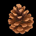 Natural Pine Cone as Edible Food Ingredient with Nutritious Health Benefits and Organic Traits