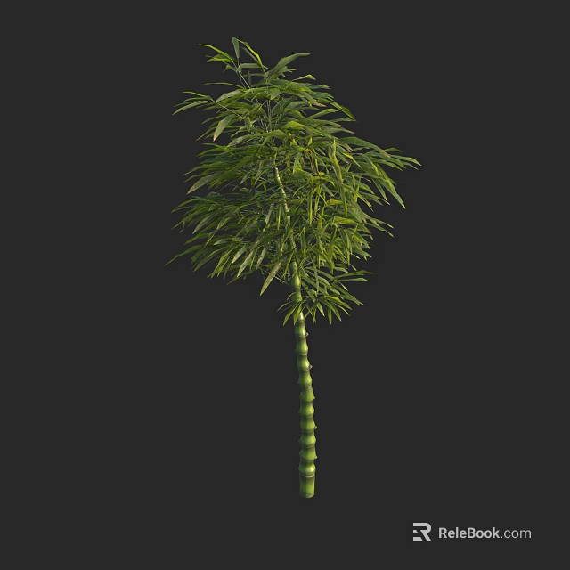 Tall Green Bamboo Plant With Lush Leaves And Segmented Stem Isolated On Black Background 3d model 