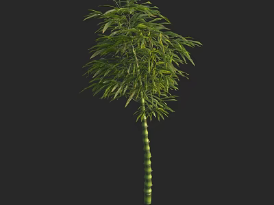 Tall Green Bamboo Plant With Lush Leaves And Segmented Stem Isolated On Black Background 3d model