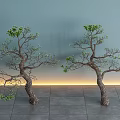 Pine Lohan Pine Yingke Pine Landscape Tree Model Tree Ornamental Tree 3d model