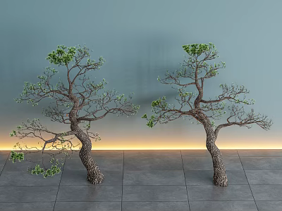 Pine Lohan Pine Yingke Pine Landscape Tree Model Tree Ornamental Tree 3d model