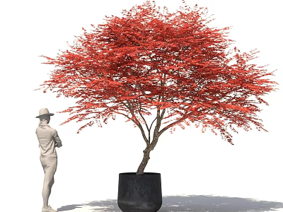 Bonsai Plant With Red Leaves In Black Pot And Person Standing Beside 3d model