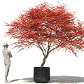 Bonsai Plant With Red Leaves In Black Pot And Person Standing Beside