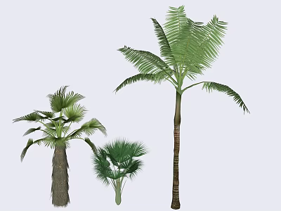 Different Arbor Trees With Tall And Small Sizes And Green Palm Leaves 3d model