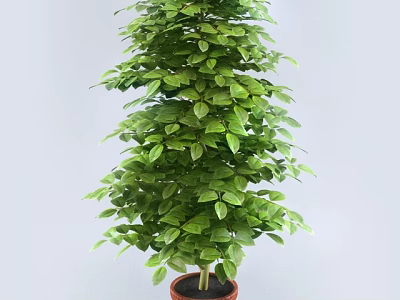 Lush Green Bonsai Potted Plant With Dense Foliage In Brown Pot For Indoor Decor 3d model