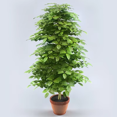 Lush Green Bonsai Potted Plant With Dense Foliage In Brown Pot For Indoor Decor 3d model