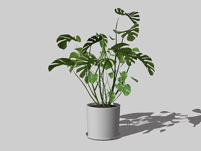 Potted Monstera Plant with Large Green Split Leaves in White Pot for Indoor Decor 3d model