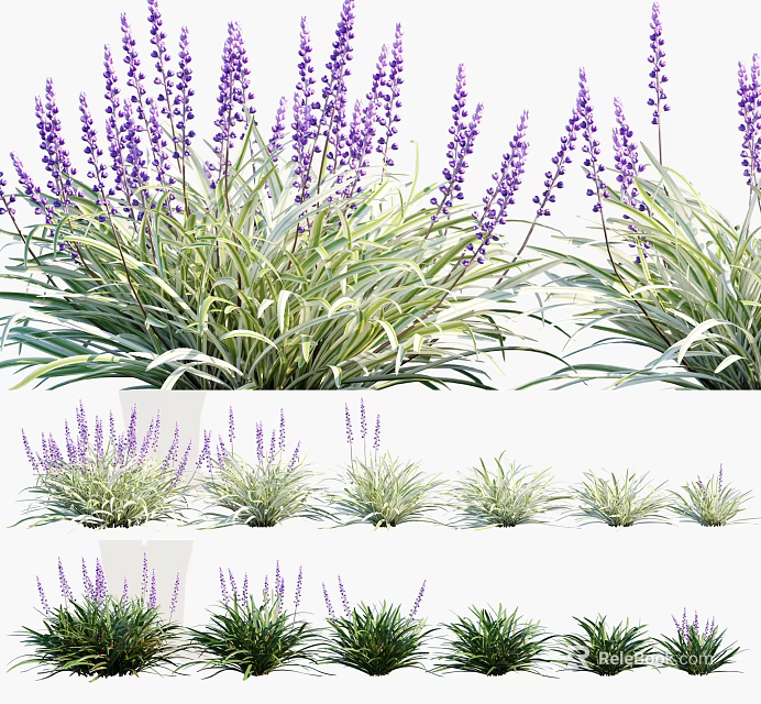 Lavender and Grass Plants with Purple Flowers and Green Leaves in Various Growth Stages 3d model 