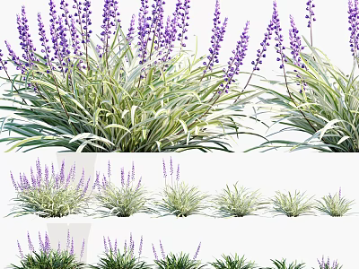 Lavender and Grass Plants with Purple Flowers and Green Leaves in Various Growth Stages 3d model