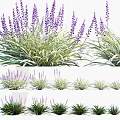 Lavender and Grass Plants with Purple Flowers and Green Leaves in Various Growth Stages