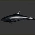 Realistic 3D Dolphin Model With Smooth Surface And Reflection On Dark Background 3d model
