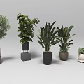 Various Potted Bonsai Plants with Decorative Pots in Different Sizes and Leaf Shapes
