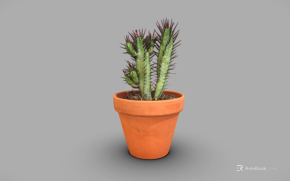 Green Cactus Plant with Red Spines in Orange Terracotta Pot on Gray Background 3d model 