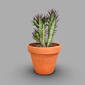 Green Cactus Plant with Red Spines in Orange Terracotta Pot on Gray Background