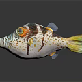 Colorful Striped Pufferfish Featuring Vibrant Patterns Bulging Eyes And Open Mouth
