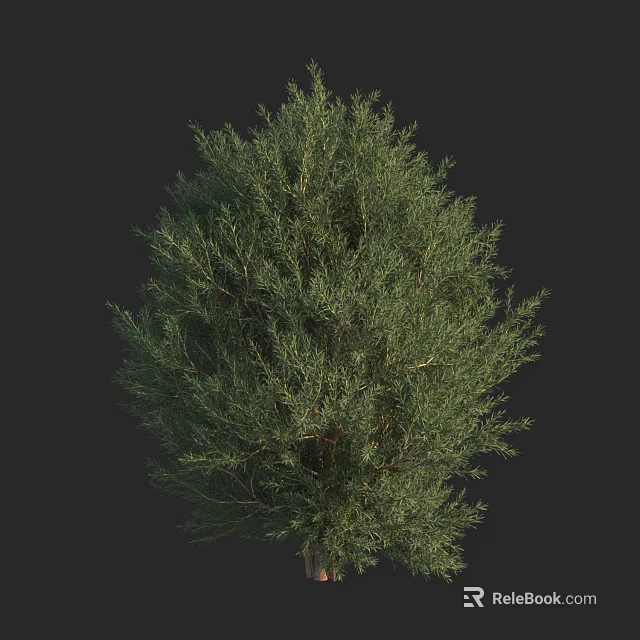 Evergreen Arbor With Dense Green Foliage And Rounded Crown Shape 3d model