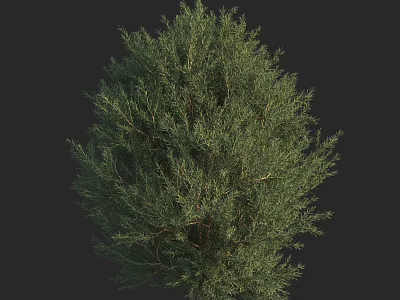Evergreen Arbor With Dense Green Foliage And Rounded Crown Shape 3d model