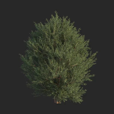 Modern cypress, cedar, cedar, coco, arborvitae, golden cypress 3d model