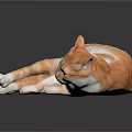 Orange and white cat lying down with reflection on dark surface 3d model