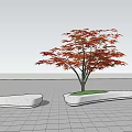 White Curved Tree Planter Featuring Red Maple Tree On Tiled Ground With Blue Sky And White Clouds