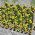Abundant Yellow Flowers In Garden Bed With Bamboo Fence And Neat Layout