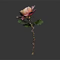 Beautiful Rose With Pink And Beige Petals Green Leaves Stem On Dark Background
