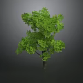 Green Tree With Lush Green Leaves And Brown Trunk In Gray Background