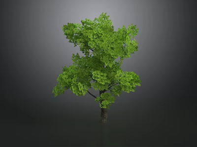 Green Tree With Lush Green Leaves And Brown Trunk In Gray Background 3d model