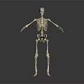 Detailed Human Skeleton Model Displaying Body Organs Structure On White Background