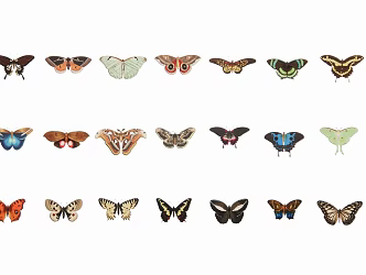 Butterfly Vintage Hand-painted Butterfly Moth Insect Specimen 3d model
