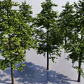 Arbor Trees With Lush Green Foliage Straight Trunks And Shadows On Light Background 3d model