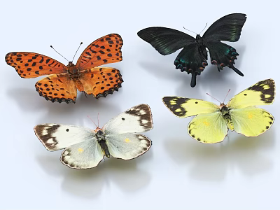 Beautiful Colorful Butterflies with Various Colors and Patterns on White Background 3d model