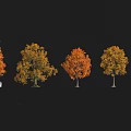 Plant Combination Of Autumn Trees With Orange And Yellow Leaves And White Silhouette