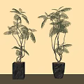 Bonsai Potted Plants With Feathery Leaves In Black Square Pots Against Beige Wall