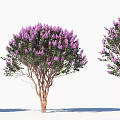 Blooming Arbor With Purple Flowers Lush Green Leaves And Brown Trunks