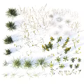 Wildflowers And Green Grass Growing In Natural Outdoor Field With Yellow Blooms