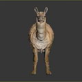 Fluffy Brown Llama Standing on Dark Background with Shiny Reflective Surface