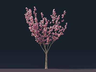 Pink Flowering Tree With Single Trunk And Abundant Pink Blossoms On Dark Background 3d model