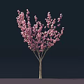 Pink Flowering Tree With Single Trunk And Abundant Pink Blossoms On Dark Background
