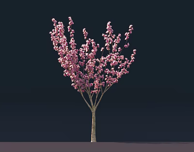 Pink Flowering Tree With Single Trunk And Abundant Pink Blossoms On Dark Background 3d model