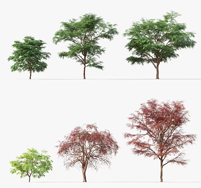 Modern Tree Mexican Fir 3d model Modern Tree Mexican Fir 3d model