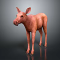 Realistic 3D Model of Brown Moose Standing on Dark Background with Reflection 3d model
