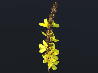 Tall Plant With Yellow Flowers And Brown Seed Spikes On Dark Background 3d model