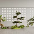 Stylish Bonsai Garden Ornaments With Green Plants Small Stones And Dot Patterned Wall