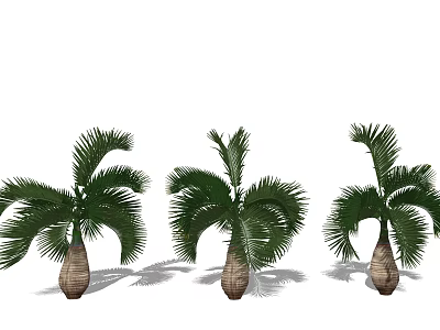 Three Palm Trees with Lush Green Fronds and Brown Trunks 3d model