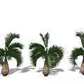 Three Palm Trees with Lush Green Fronds and Brown Trunks