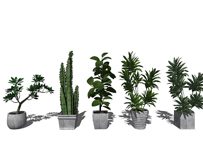 Various Decorative Potted Plants With Cactus And Leafy Green Plants In Concrete Pots 3d model